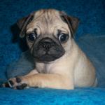 PUG PUPPY hermoso macho y hembra para la adopción