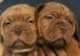 Dogue de Bordeaux masculinos y femeninos para venta cachorros.