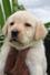 
Precio Labrador Retriever...........<strong>$16,500.00  A   $20,000.00    (dependiendo del color)</strong> <br><br>


100% pura raza, registrados todos los papeles en regla se envian a cualquier parte de la Republica.<br><br> 

<li>Contrato de compraventa<br><br></li>


<li>Seguro de vida gratuito por escrito de 5 años que cubre muerte en caso de cuestiones virales</li>
<br><br>

<li>Garantía de Pureza Racial<br><br></li>

<li>Certificado de registro inicial que extiende la Federación Canófila Mexicana donde los cachorros se entregan con tatuaje y microchip</li>

