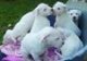 
<br>Dogo argentino cachorros macho y hembra para la venta