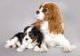 Cavalier King Charles Spaniel cachorros machos y hembras para la venta.