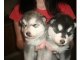 
Precio ALASKAN MALAMUTE...........<strong>$18,500.00</strong> <br><br>

100% pura raza, registrados todos los papeles en regla se envian a cualquier parte de la Republica.<br><br> 

<li>Contrato de compraventa<br><br></li>


<li>Seguro de vida gratuito por escrito de 5 años que cubre muerte en caso de cuestiones virales</li>
<br><br>

<li>Garantía de Pureza Racial<br><br></li>


<li>Certificado de registro inicial que extiende la Federación Canófila Mexicana donde los cachorros se entregan con tatuaje y microchip<br><br></li>

