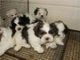 
Precio Shih Tzu...........<strong>          $22,000.00</strong> <br><br>


100% pura raza, registrados todos los papeles en regla se envian a cualquier parte de la Republica.<br><br> 

<li>Contrato de compraventa<br><br></li>


<li>Seguro de vida gratuito por escrito de 5 años que cubre muerte en caso de cuestiones virales</li>
<br><br>

<li>Garantía de Pureza Racial<br><br></li>

<li>Certificado de registro inicial que extiende la Federación Canófila Mexicana donde los cachorros se entregan con tatuaje y microchip</li>

