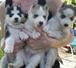 
Precio Siberian husky...........<strong>            $18,500.00  A  $22,000.00  (dependiendo del color)</strong> <br><br>


100% pura raza, registrados todos los papeles en regla se envian a cualquier parte de la Republica.<br><br> 

<li>Contrato de compraventa<br><br></li>


<li>Seguro de vida gratuito por escrito de 5 años que cubre muerte en caso de cuestiones virales</li>
<br><br>

<li>Garantía de Pureza Racial<br><br></li>

<li>Certificado de registro inicial que extiende la Federación Canófila Mexicana donde los cachorros se entregan con tatuaje y microchip</li>

