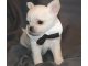 
Precio Chihuahua...........<strong>     $16,500.00  A   $20,000.00    (dependiendo del tamaño y color)</strong> <br><br>


100% pura raza, registrados todos los papeles en regla se envian a cualquier parte de la Republica.<br><br> 

<li>Contrato de compraventa<br><br></li>


<li>Seguro de vida gratuito por escrito de 5 años que cubre muerte en caso de cuestiones virales</li>
<br><br>

<li>Garantía de Pureza Racial<br><br></li>

<li>Certificado de registro inicial que extiende la Federación Canófila Mexicana donde los cachorros se entregan con tatuaje y microchip</li>

