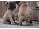 
<br>Bullmastiff macho y hembra para la venta cachorros.