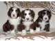 Bearded Collie cachorros macho y hembra para la venta.
<br>