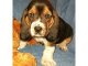 
Precio Basset hound...........<strong>$16,500.00</strong> <br><br>

100% pura raza, registrados todos los papeles en regla se envian a cualquier parte de la Republica.<br><br> 

<li>Contrato de compraventa<br><br></li>


<li>Seguro de vida gratuito por escrito de 5 años que cubre muerte en caso de cuestiones virales</li>
<br><br>

<li>Garantía de Pureza Racial<br><br></li>


<li>Certificado de registro inicial que extiende la Federación Canófila Mexicana donde los cachorros se entregan con tatuaje y microchip<br><br></li>

