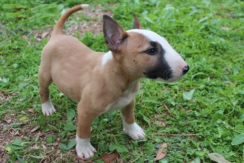 
Precio Bull Terrier...........<strong>    $18,000.00  A   $25,000.00    ( dependiendo tamaño y color)</strong> <br><br>


100% pura raza, registrados todos los papeles en regla se envian a cualquier parte de la Republica.<br><br> 

<li>Contrato de compraventa<br><br></li>


<li>Seguro de vida gratuito por escrito de 5 años que cubre muerte en caso de cuestiones virales</li>
<br><br>

<li>Garantía de Pureza Racial<br><br></li>

<li>Certificado de registro inicial que extiende la Federación Canófila Mexicana donde los cachorros se entregan con tatuaje y microchip</li>

