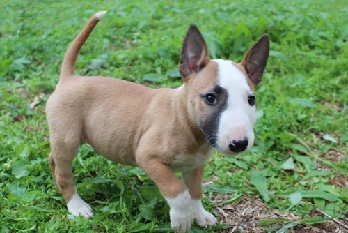 
Precio Bull Terrier...........<strong>    $18,000.00  A   $25,000.00    ( dependiendo tamaño y color)</strong> <br><br>


100% pura raza, registrados todos los papeles en regla se envian a cualquier parte de la Republica.<br><br> 

<li>Contrato de compraventa<br><br></li>


<li>Seguro de vida gratuito por escrito de 5 años que cubre muerte en caso de cuestiones virales</li>
<br><br>

<li>Garantía de Pureza Racial<br><br></li>

<li>Certificado de registro inicial que extiende la Federación Canófila Mexicana donde los cachorros se entregan con tatuaje y microchip</li>

