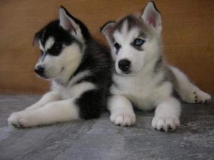 Los cachorros husky para la adopción