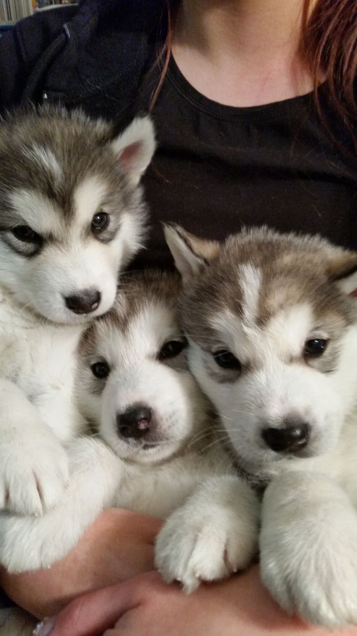  Cachorros Alaskan Malamute