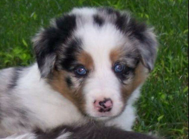 Precio Australian shepherd...........<strong>   $20,000.00  </strong> <br><br>


100% pura raza, registrados todos los papeles en regla se envian a cualquier parte de la Republica.<br><br> 

<li>Contrato de compraventa<br><br></li>


<li>Seguro de vida gratuito por escrito de 5 años que cubre muerte en caso de cuestiones virales</li>
<br><br>

<li>Garantía de Pureza Racial<br><br></li>

<li>Certificado de registro inicial que extiende la Federación Canófila Mexicana donde los cachorros se entregan con tatuaje y microchip</li>