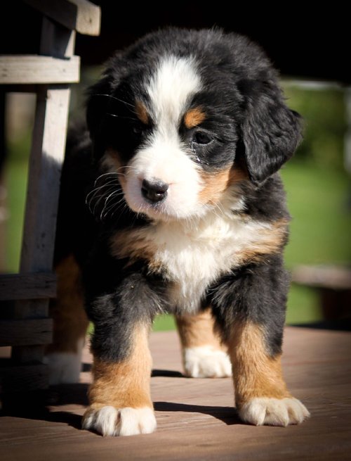 Tenemos una hermosa camada de cachorros de perro de montaña de Bernese. Tanto los niños como las niñas disponibles. Dichos animales se crían en el interior y serán totalmente socializado ya que tengo una casa muy ocupado. Los cachorros serán desparasitados y con microchip pulgas. Mamá es miembro querido oleaje de nuestra familia con un excelente temperamento. Aunque las crías no serán kc registrados van a ir a su nuevo hogar con una copia de su árbol genealógico.