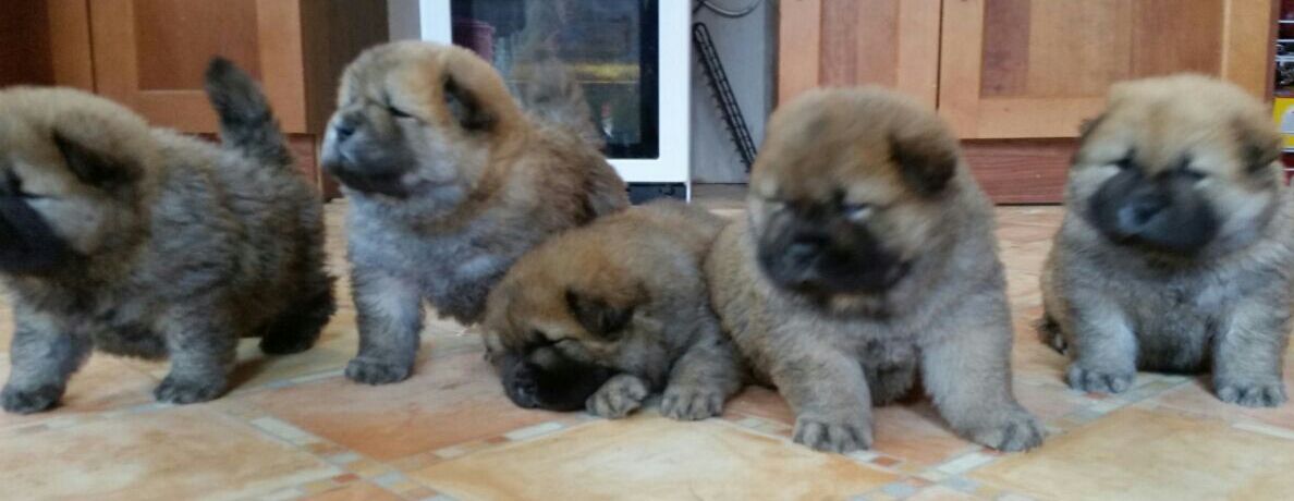 Cachorros Kc Chow registrados para su venta