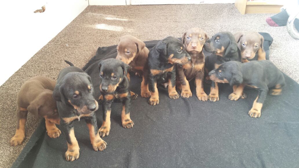 
Precio Doberman...........<strong>            $16,500.00  A  $18,500.00    (dependiendo del tamaño)</strong> <br><br>


100% pura raza, registrados todos los papeles en regla se envian a cualquier parte de la Republica.<br><br> 

<li>Contrato de compraventa<br><br></li>


<li>Seguro de vida gratuito por escrito de 5 años que cubre muerte en caso de cuestiones virales</li>
<br><br>

<li>Garantía de Pureza Racial<br><br></li>

<li>Certificado de registro inicial que extiende la Federación Canófila Mexicana donde los cachorros se entregan con tatuaje y microchip</li>

