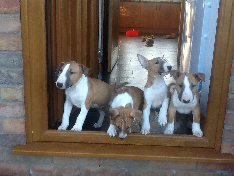 Cachorros Calidad bull terrier Kc registrado