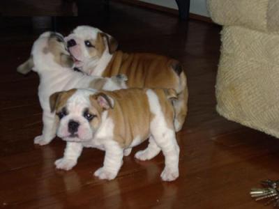 
Precio Bulldog...........<strong>   $35,000.00  A   $60,000.00    (dependiendo la calidad)</strong> <br><br>


100% pura raza, registrados todos los papeles en regla se envian a cualquier parte de la Republica.<br><br> 

<li>Contrato de compraventa<br><br></li>


<li>Seguro de vida gratuito por escrito de 5 años que cubre muerte en caso de cuestiones virales</li>
<br><br>

<li>Garantía de Pureza Racial<br><br></li>

<li>Certificado de registro inicial que extiende la Federación Canófila Mexicana donde los cachorros se entregan con tatuaje y microchip</li>

