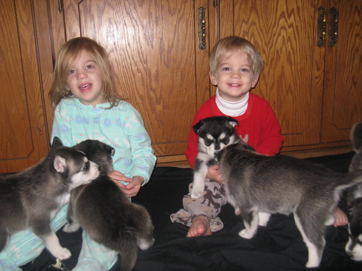 Adorables cachorros husky