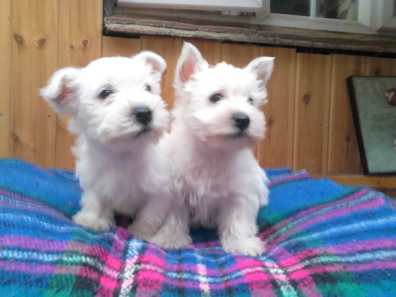 
Precio West highland white terrier...........<strong>$22,000.00</strong> <br><br>


100% pura raza, registrados todos los papeles en regla se envian a cualquier parte de la Republica.<br><br> 

<li>Contrato de compraventa<br><br></li>


<li>Seguro de vida gratuito por escrito de 5 años que cubre muerte en caso de cuestiones virales</li>
<br><br>

<li>Garantía de Pureza Racial<br><br></li>

<li>Certificado de registro inicial que extiende la Federación Canófila Mexicana donde los cachorros se entregan con tatuaje y microchip</li>

