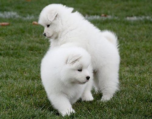 hermosos puros cachorros criados samoyedo blanco puro