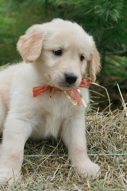 
Precio Golden Retriever...........<strong>             $15,500.00</strong> <br><br>


100% pura raza, registrados todos los papeles en regla se envian a cualquier parte de la Republica.<br><br> 

<li>Contrato de compraventa<br><br></li>


<li>Seguro de vida gratuito por escrito de 5 años que cubre muerte en caso de cuestiones virales</li>
<br><br>

<li>Garantía de Pureza Racial<br><br></li>

<li>Certificado de registro inicial que extiende la Federación Canófila Mexicana donde los cachorros se entregan con tatuaje y microchip</li>

