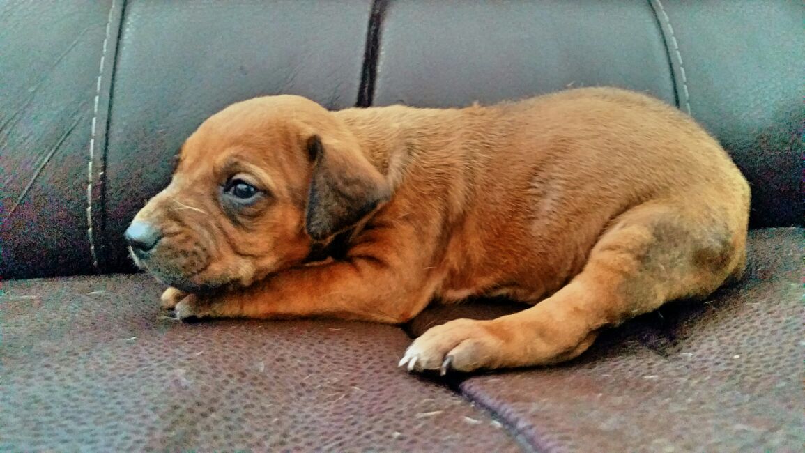 Cachorros calidad mascota en 6 mil y cálidad  exposiciones en 9 mil. Padre importado de usa. Se entregan con pedigree internacional