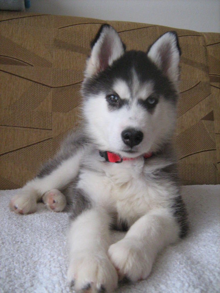 
Precio Siberian husky...........<strong>            $18,500.00  A  $22,000.00  (dependiendo del color)</strong> <br><br>


100% pura raza, registrados todos los papeles en regla se envian a cualquier parte de la Republica.<br><br> 

<li>Contrato de compraventa<br><br></li>


<li>Seguro de vida gratuito por escrito de 5 años que cubre muerte en caso de cuestiones virales</li>
<br><br>

<li>Garantía de Pureza Racial<br><br></li>

<li>Certificado de registro inicial que extiende la Federación Canófila Mexicana donde los cachorros se entregan con tatuaje y microchip</li>


