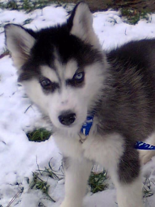 
Precio Siberian husky...........<strong>            $18,500.00  A  $22,000.00  (dependiendo del color)</strong> <br><br>


100% pura raza, registrados todos los papeles en regla se envian a cualquier parte de la Republica.<br><br> 

<li>Contrato de compraventa<br><br></li>


<li>Seguro de vida gratuito por escrito de 5 años que cubre muerte en caso de cuestiones virales</li>
<br><br>

<li>Garantía de Pureza Racial<br><br></li>

<li>Certificado de registro inicial que extiende la Federación Canófila Mexicana donde los cachorros se entregan con tatuaje y microchip</li>


