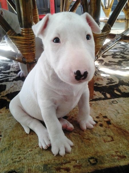 
Precio Bull Terrier...........<strong>    $18,000.00  A   $25,000.00    ( dependiendo tamaño y color)</strong> <br><br>


100% pura raza, registrados todos los papeles en regla se envian a cualquier parte de la Republica.<br><br> 

<li>Contrato de compraventa<br><br></li>


<li>Seguro de vida gratuito por escrito de 5 años que cubre muerte en caso de cuestiones virales</li>
<br><br>

<li>Garantía de Pureza Racial<br><br></li>

<li>Certificado de registro inicial que extiende la Federación Canófila Mexicana donde los cachorros se entregan con tatuaje y microchip</li>

