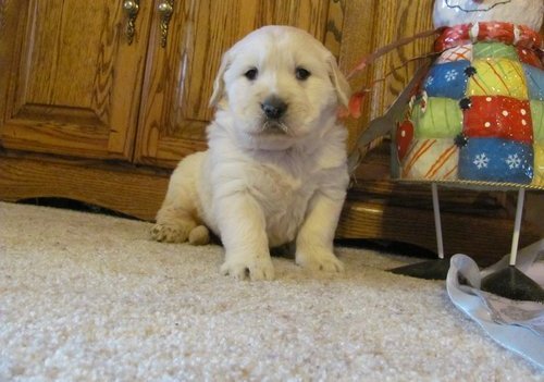 Golden Retriever hijos de campeones. Certificados