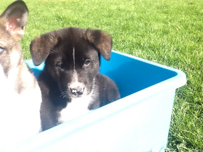 Impresionante Chunky Akita
<br>impresionante camada de 3 niños 5 niñas cachorros akita americano. reg kc mamá, pero papá no lo es. vendrá con veterinario comprobado microchip pulgas y desparasitados. estaremos dando paquetes de cachorros que incluyen fotos de la foto camada de mamá y papá juguetes una manta golosinas para el cachorro y la tabla de peso del recién nacido. criado niños redondos y niños manejan los cachorros de día 1. cachorros muy impresionantes u no se sentirán decepcionados