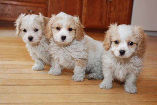 Los cachorros de oro y negro cavachon
<br>
<br> Una camada de cachorros cavachon, 1 machos dejó que son 9 semanas de edad y han sido desparasitados y flead regularidad, la mamá es arrogante y papá es bichon frisé, son de papel entrenado y bien utilizan a los niños y otros animales, que ya están listos para sus nuevos hogares por favor llame para más información