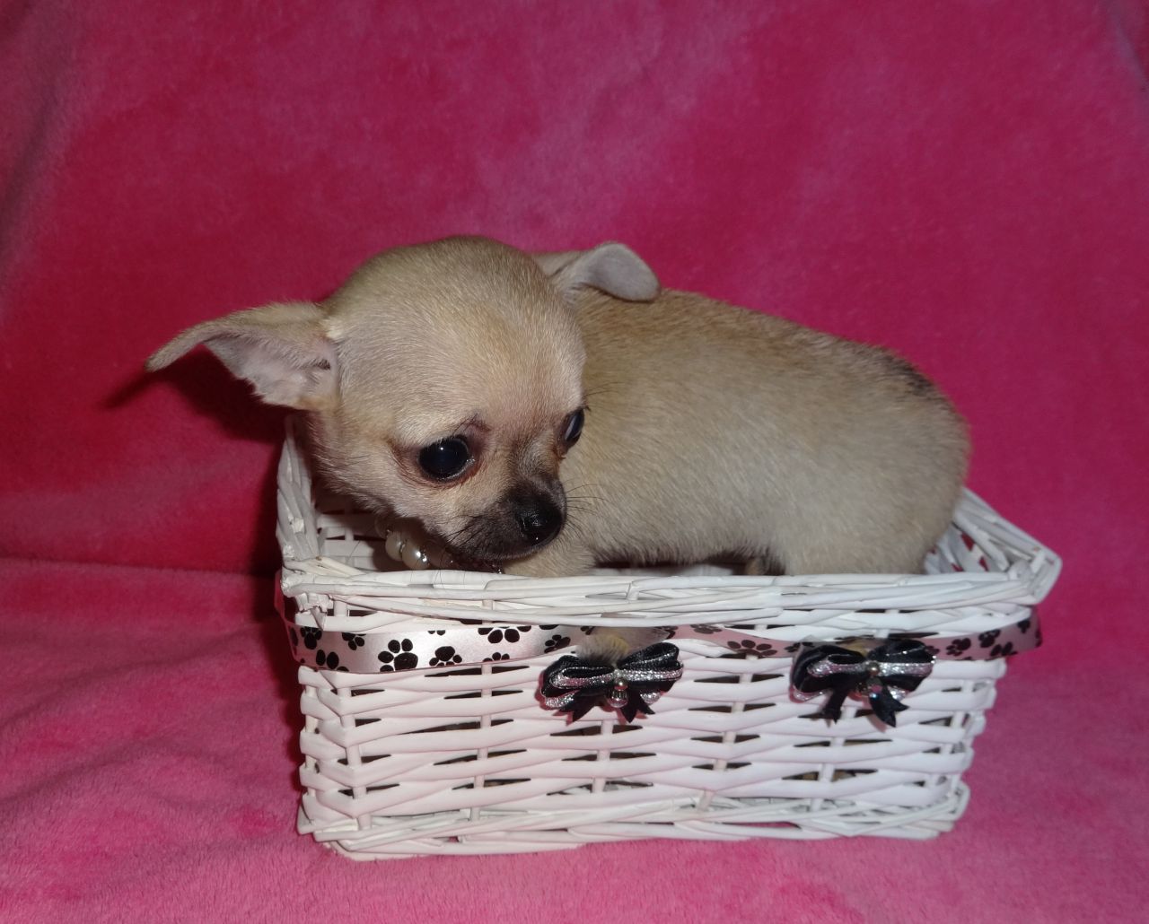 
Precio Chihuahua...........<strong>     $16,500.00  A   $20,000.00    (dependiendo del tamaño y color)</strong> <br><br>


100% pura raza, registrados todos los papeles en regla se envian a cualquier parte de la Republica.<br><br> 

<li>Contrato de compraventa<br><br></li>


<li>Seguro de vida gratuito por escrito de 5 años que cubre muerte en caso de cuestiones virales</li>
<br><br>

<li>Garantía de Pureza Racial<br><br></li>

<li>Certificado de registro inicial que extiende la Federación Canófila Mexicana donde los cachorros se entregan con tatuaje y microchip</li>

