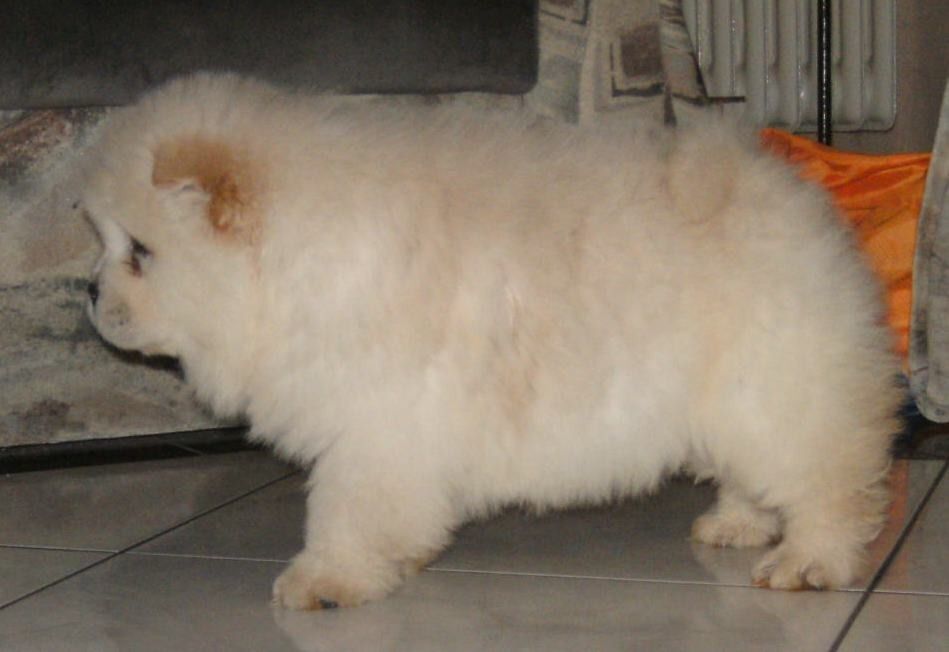 Impresionantes cachorros Chow Chow Boy ..