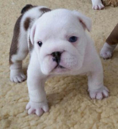 
Precio Bulldog...........<strong>   $35,000.00  A   $60,000.00    (dependiendo la calidad)</strong> <br><br>


100% pura raza, registrados todos los papeles en regla se envian a cualquier parte de la Republica.<br><br> 

<li>Contrato de compraventa<br><br></li>


<li>Seguro de vida gratuito por escrito de 5 años que cubre muerte en caso de cuestiones virales</li>
<br><br>

<li>Garantía de Pureza Racial<br><br></li>

<li>Certificado de registro inicial que extiende la Federación Canófila Mexicana donde los cachorros se entregan con tatuaje y microchip</li>

