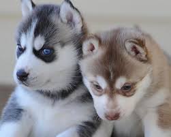 Cachorros Siberian Husky