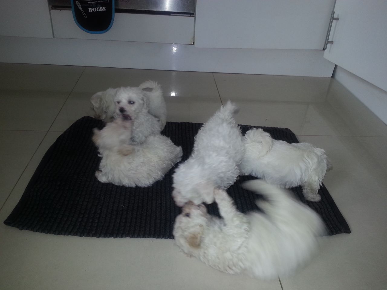 Encantadora cachorros Bichon Maltés