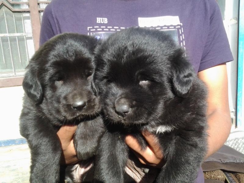 Grandes cachorros Mastín napolitano