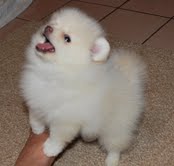 cachorros pomeranian para la venta
<br>contamos con 1 macho 1 cachorros pomeranian hembra para la venta a cualquier familia interesada debe hágamelo saber