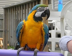 INCREÍBLE Y INTELLIGENTBLUE Y GRIS GUACA...