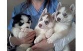 
Precio Siberian husky...........<strong>            $18,500.00  A  $22,000.00  (dependiendo del color)</strong> <br><br>


100% pura raza, registrados todos los papeles en regla se envian a cualquier parte de la Republica.<br><br> 

<li>Contrato de compraventa<br><br></li>


<li>Seguro de vida gratuito por escrito de 5 años que cubre muerte en caso de cuestiones virales</li>
<br><br>

<li>Garantía de Pureza Racial<br><br></li>

<li>Certificado de registro inicial que extiende la Federación Canófila Mexicana donde los cachorros se entregan con tatuaje y microchip</li>

