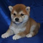 
Precio Siberian husky...........<strong>            $18,500.00  A  $22,000.00  (dependiendo del color)</strong> <br><br>


100% pura raza, registrados todos los papeles en regla se envian a cualquier parte de la Republica.<br><br> 

<li>Contrato de compraventa<br><br></li>


<li>Seguro de vida gratuito por escrito de 5 años que cubre muerte en caso de cuestiones virales</li>
<br><br>

<li>Garantía de Pureza Racial<br><br></li>

<li>Certificado de registro inicial que extiende la Federación Canófila Mexicana donde los cachorros se entregan con tatuaje y microchip</li>

