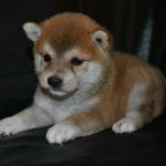 
Precio Siberian husky...........<strong>            $18,500.00  A  $22,000.00  (dependiendo del color)</strong> <br><br>


100% pura raza, registrados todos los papeles en regla se envian a cualquier parte de la Republica.<br><br> 

<li>Contrato de compraventa<br><br></li>


<li>Seguro de vida gratuito por escrito de 5 años que cubre muerte en caso de cuestiones virales</li>
<br><br>

<li>Garantía de Pureza Racial<br><br></li>

<li>Certificado de registro inicial que extiende la Federación Canófila Mexicana donde los cachorros se entregan con tatuaje y microchip</li>


