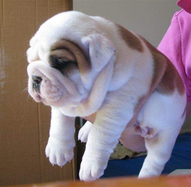 
Precio Bulldog...........<strong>   $35,000.00  A   $60,000.00    (dependiendo la calidad)</strong> <br><br>


100% pura raza, registrados todos los papeles en regla se envian a cualquier parte de la Republica.<br><br> 

<li>Contrato de compraventa<br><br></li>


<li>Seguro de vida gratuito por escrito de 5 años que cubre muerte en caso de cuestiones virales</li>
<br><br>

<li>Garantía de Pureza Racial<br><br></li>

<li>Certificado de registro inicial que extiende la Federación Canófila Mexicana donde los cachorros se entregan con tatuaje y microchip</li>

