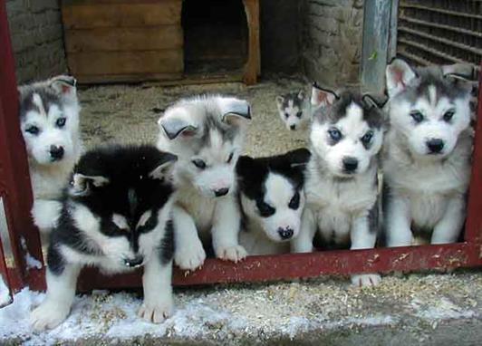 
Precio Siberian husky...........<strong>            $18,500.00  A  $22,000.00  (dependiendo del color)</strong> <br><br>


100% pura raza, registrados todos los papeles en regla se envian a cualquier parte de la Republica.<br><br> 

<li>Contrato de compraventa<br><br></li>


<li>Seguro de vida gratuito por escrito de 5 años que cubre muerte en caso de cuestiones virales</li>
<br><br>

<li>Garantía de Pureza Racial<br><br></li>

<li>Certificado de registro inicial que extiende la Federación Canófila Mexicana donde los cachorros se entregan con tatuaje y microchip</li>


