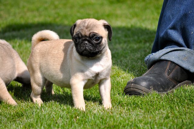 
Precio Pug...........<strong> $18,000.00  A   $20,000.00  (dependiendo del  color)</strong> <br><br>


100% pura raza, registrados todos los papeles en regla se envian a cualquier parte de la Republica.<br><br> 

<li>Contrato de compraventa<br><br></li>


<li>Seguro de vida gratuito por escrito de 5 años que cubre muerte en caso de cuestiones virales</li>
<br><br>

<li>Garantía de Pureza Racial<br><br></li>

<li>Certificado de registro inicial que extiende la Federación Canófila Mexicana donde los cachorros se entregan con tatuaje y microchip</li>

