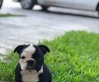 Hermosas cachorras Bulldog Ingles, 2 meses 2 semanas de edad, vacunadas y desparasitadas.