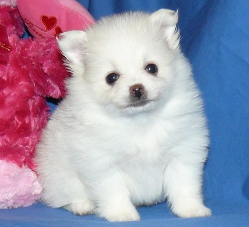 Macho y hembra pomerania cachorros 