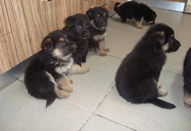 
Precio Siberian husky...........<strong>            $18,500.00  A  $22,000.00  (dependiendo del color)</strong> <br><br>


100% pura raza, registrados todos los papeles en regla se envian a cualquier parte de la Republica.<br><br> 

<li>Contrato de compraventa<br><br></li>


<li>Seguro de vida gratuito por escrito de 5 años que cubre muerte en caso de cuestiones virales</li>
<br><br>

<li>Garantía de Pureza Racial<br><br></li>

<li>Certificado de registro inicial que extiende la Federación Canófila Mexicana donde los cachorros se entregan con tatuaje y microchip</li>

